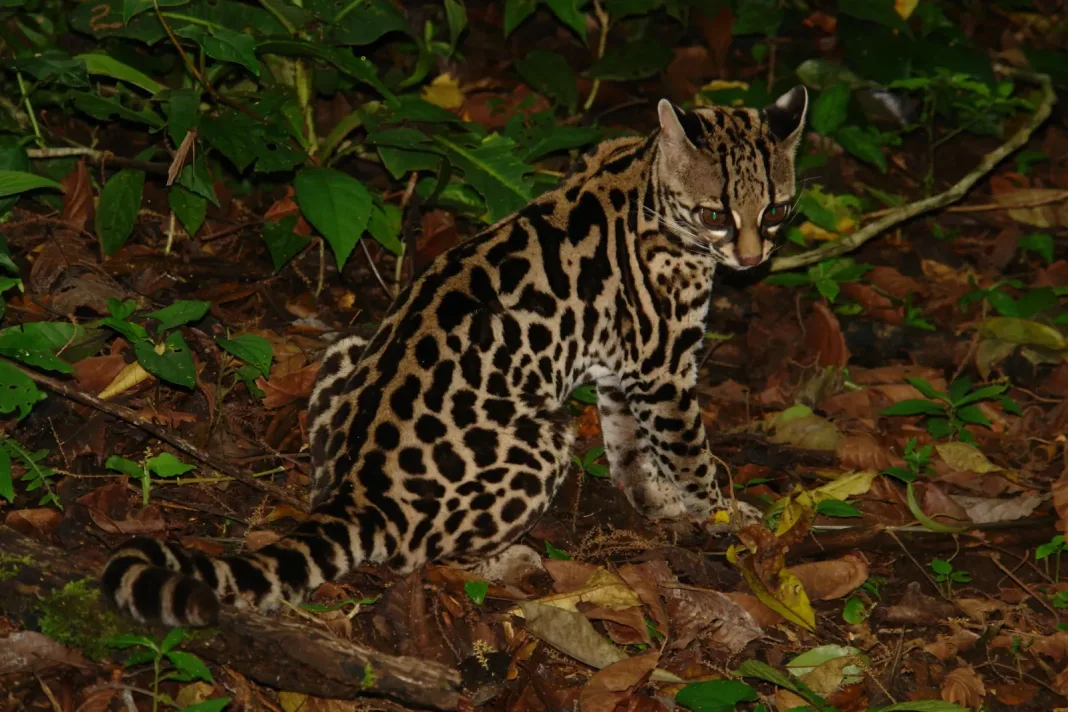 A small spotted wild cat sitting among fallen leaves on a forest floor