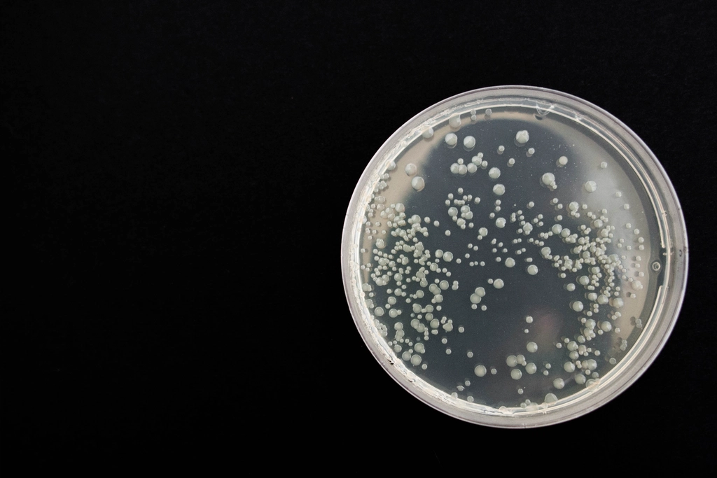 Bacterial colonies growing on agar in a clear petri dish against a black background