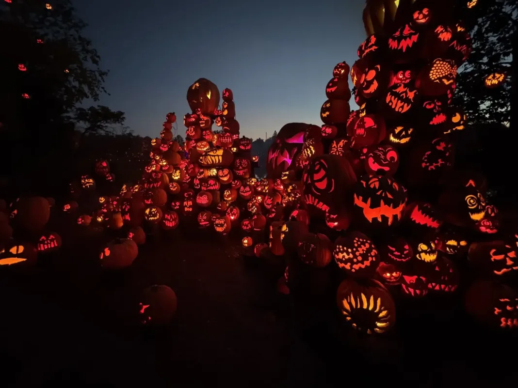 Rows of glowing carved jack-o’-lanterns at dusk