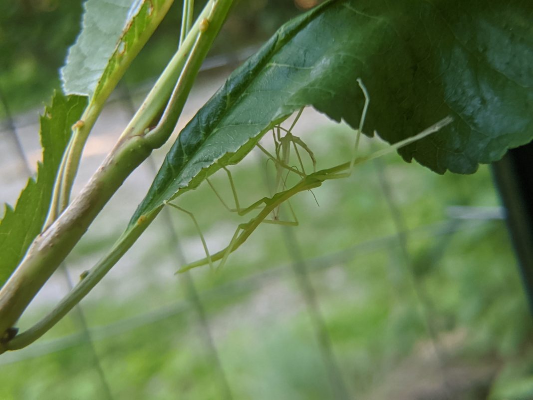 A stick insect on a plant stem