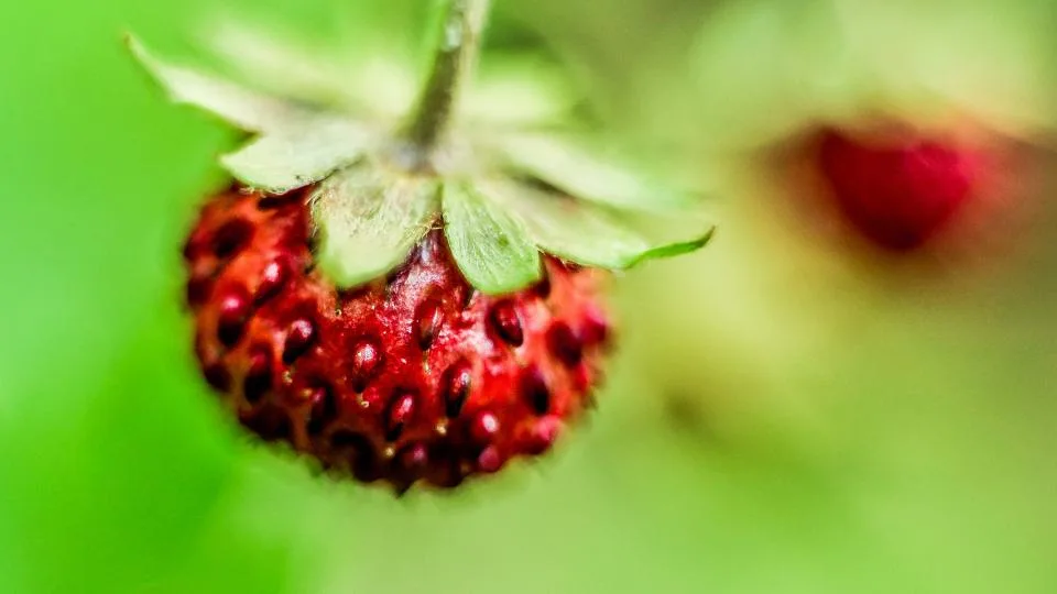Ripe strawberry hanging from the plant